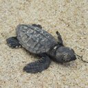 Lynne Fleming - @LynneFleming17 - Twitter