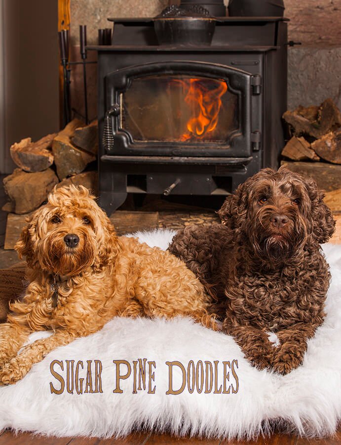 Sugar Pine Doodles, breeds beautiful, health tested, loving, non-shedding Australian Labradoodles in their home in Amador County, CA and they rescue doodles too