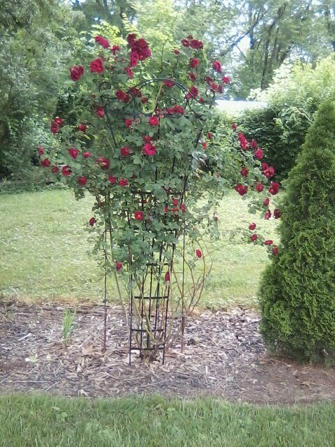 jdanlawnservice's profile picture. lawn care - love it