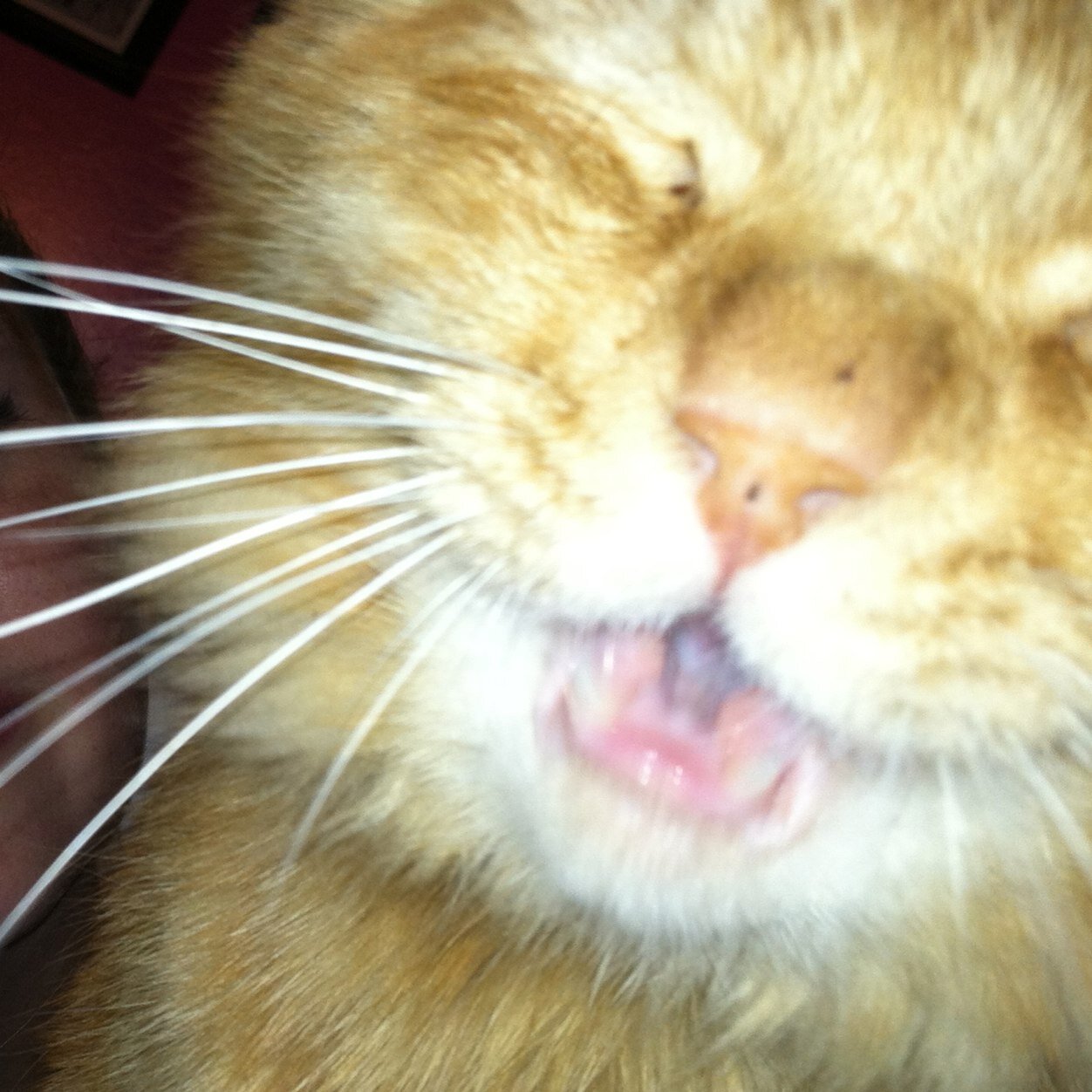 •cat
•orange
•swag