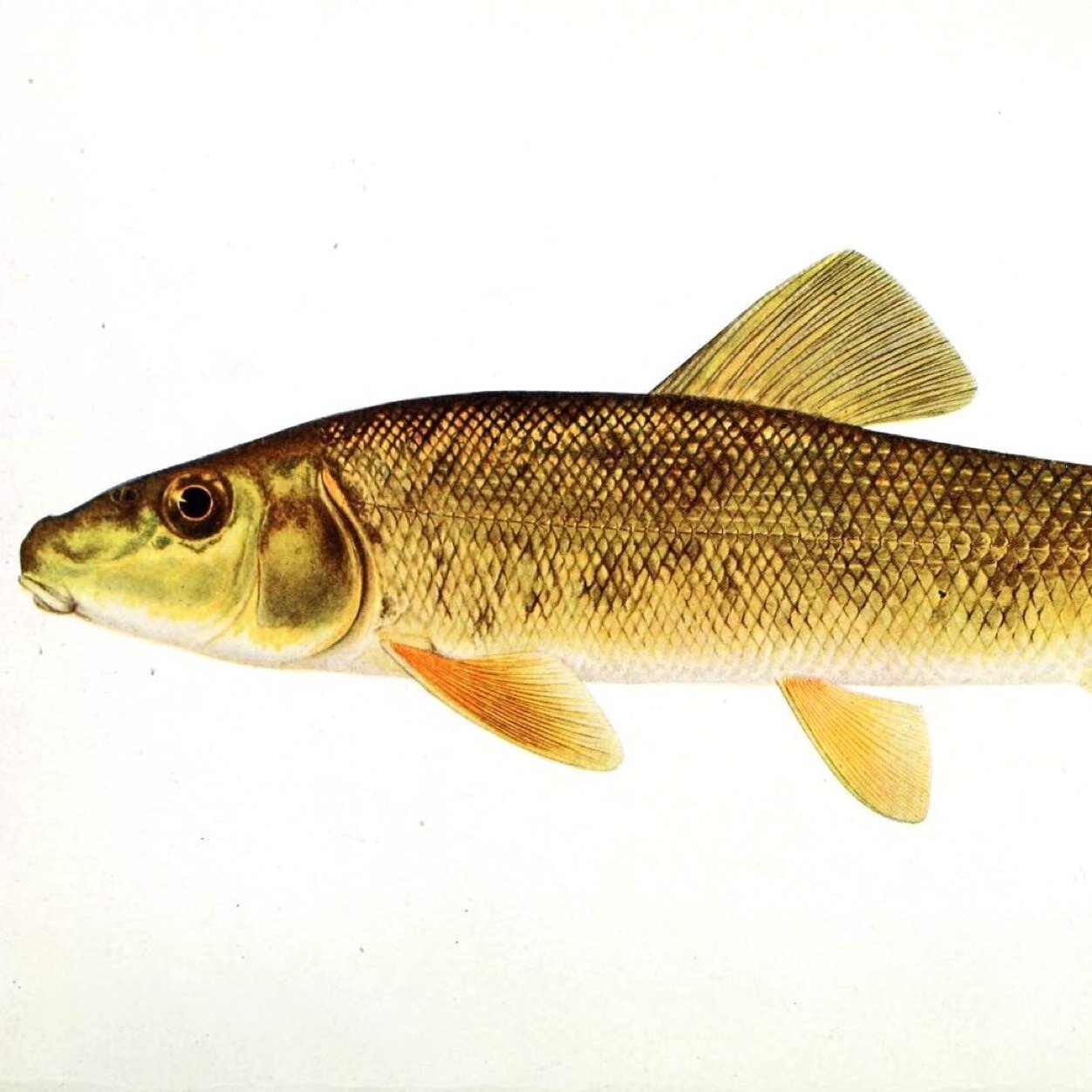 fishlicks's profile picture. 
