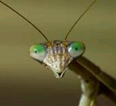 praisingmantis's profile picture. i'm a mantis
