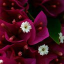 julia ann bowman - @juliabowman47 - Twitter