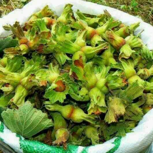 SCavildak's profile picture. 