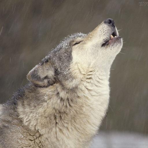 SnowlandWolf Profile Picture