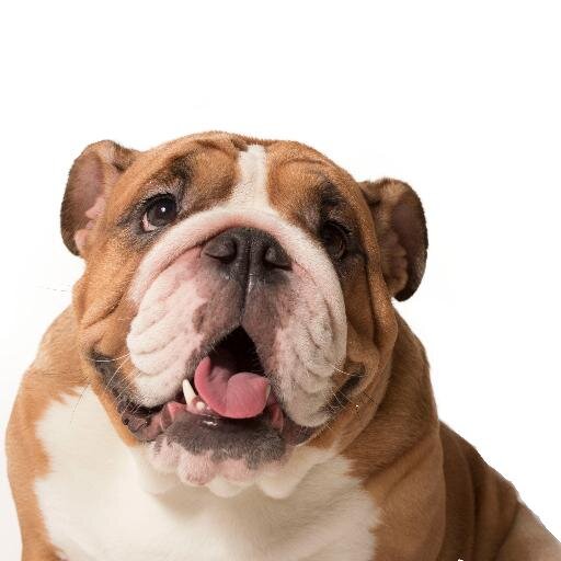 MascotaStudio's profile picture. Para plasmar los mejores momentos de tu mascota junto a la familia. tu.mascota.studio@gmail.com