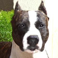 ironheartk9s's profile picture. I am a Christian who loves animals, especially dogs.  I love to garden and read.