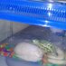 FirstPET aTURTLE (@firstpetaturtle) Twitter profile photo