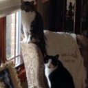 Vickie Olson - @volsonblues - Twitter