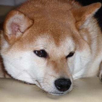 katsuyan121's profile picture. プログラマカッコカリ（♂） lispが好きっぽい。独り言をつぶやきます。プロフィール https://t.co/TYHjGHmLL2