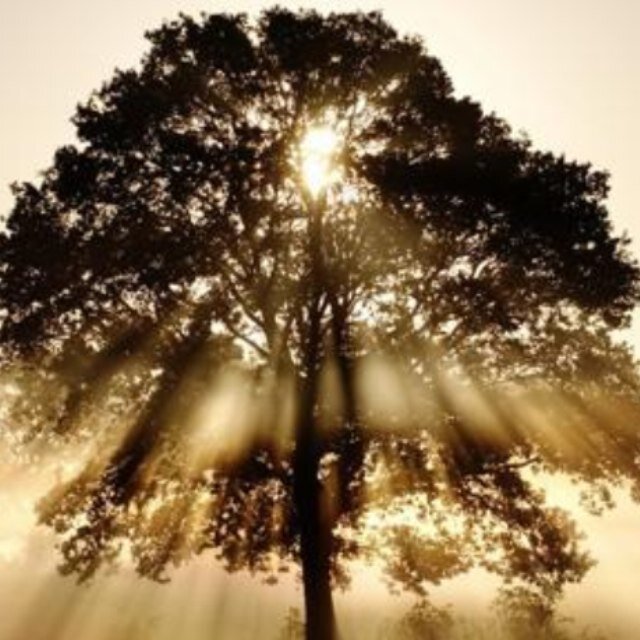 TuskegeeLegacy's profile picture. Bringing together the families of the USPHS Syphilis Study at Tuskegee to uplift the legacy, preserve the history, and promote social justice in health care.