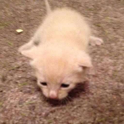 Blackie585's profile picture. Likes and retweets ≠ endorsements