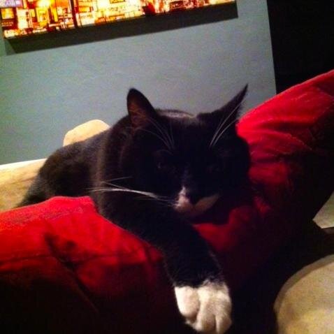 Songs for the greatest human being (who looks like a cat) in the history of the universe. Bella Meservy.