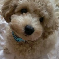 Toshiko (@naotoshihide) Twitter profile photo