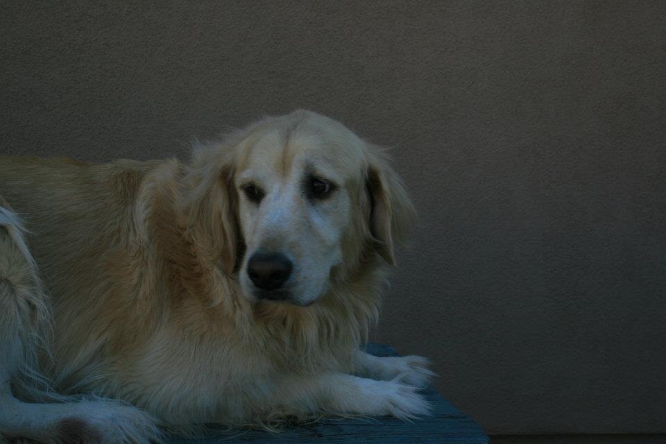 itslilybell's profile picture. I am a Golden Retriever! My owner is @Once_UponAStar and she loves me!