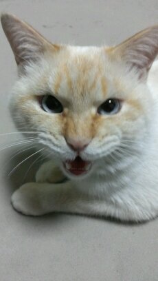 actros2277's profile picture. ５猫様の下部として毎日を過ごす猫爺にゃり♪ 嫌い→反日全般←郷に入れば郷に従え。何せ真実が知りたいので正論には右左関係なくポチっとやります！