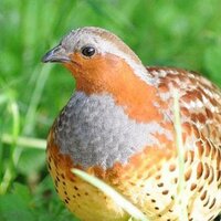 Nishiwa Fuutori (@birdpianist) 's Twitter Profile