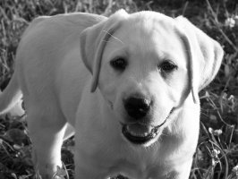 prezlabs's profile picture. Kentucky's Best English Lab Breeder.  Yellows, Whites, Blacks, Chocolates & Reds.