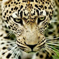 leopard - @danette_karen Twitter Profile Photo
