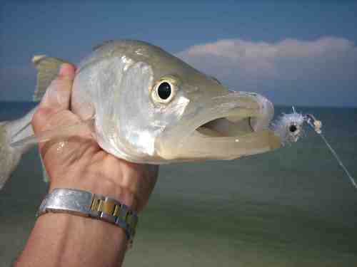 Fly Fisherman, Free Market Capitalist, Conservative, former newspaper publisher. Live in FL, part time in CO & WI.