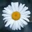 ladydaisymae's profile image