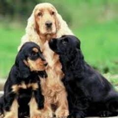 SOS = Save Our Spaniels