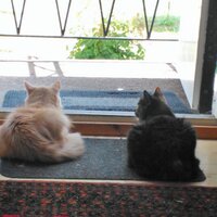 Lena Arvidsson (@lenaimarvidsson) 's Twitter Profile