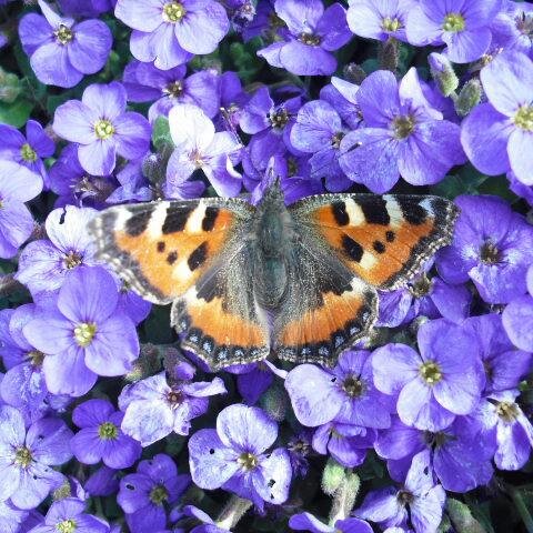 Professional gardener and double allotment holder in Essex, UK. Always striving to work in harmony with nature.