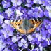 Small World Gardener (@smallworldgdn) Twitter profile photo