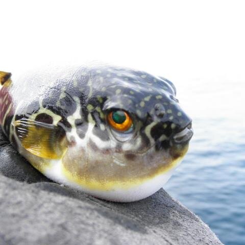 釣りにチャリに週末は多忙し。