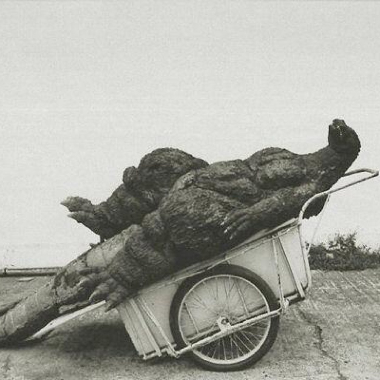 SuboorA's profile picture. politics, art, culture, technology, agriculture, books, design, cars, urdu poetry, etc