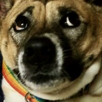 Tom (@tomgump) 's Twitter Profile