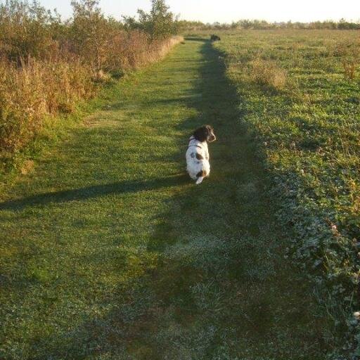 Providing FREE advice on dog nutrition, dog food and dog health problems.   Pet food franchisee at Trophy Pet Foods. Free Pet Food Samples available.
