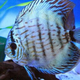 manaus_itabashi's profile picture. ビバホーム板橋前野店内テナント アクアショップマナウス板橋です！ 熱帯魚、金魚、川魚、水草、小動物、鳥、爬虫類、販売しております！！最寄り駅都営三田線志村坂上駅より徒歩10分