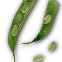 Steve Bean (@snapbeans) 's Twitter Profile