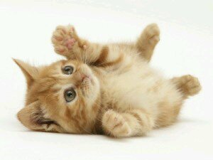 Meow.