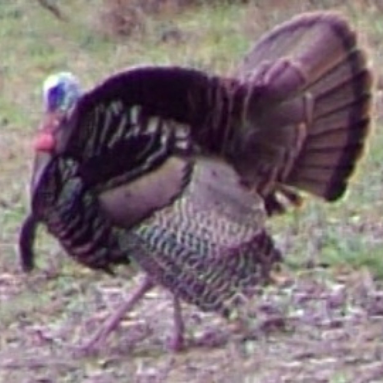 CauthenRussell's profile picture. 