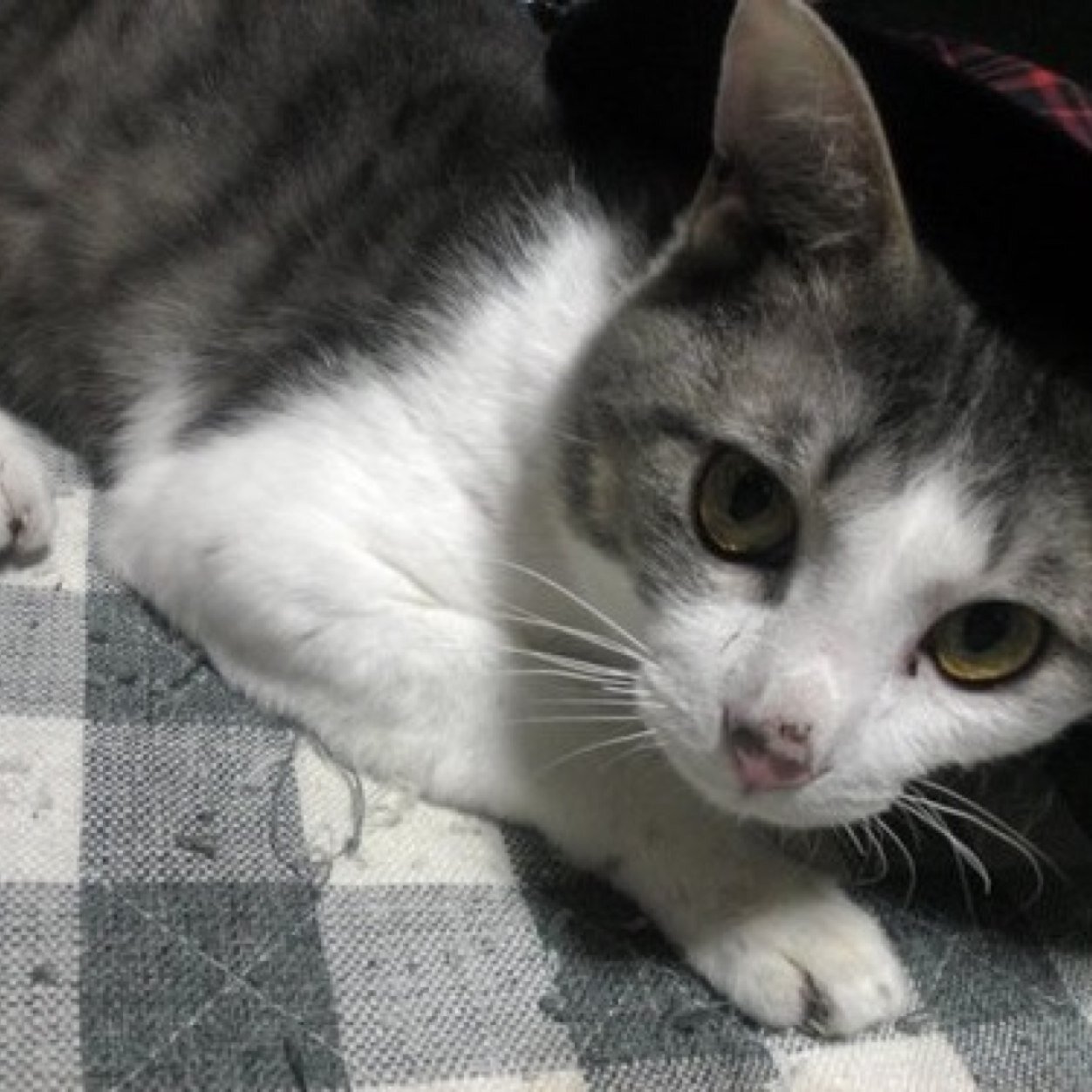 日々の癒しは愛猫と韓流とラブコメドラマとイケメン(人´∀`)♪ ← 好き♡猫/音楽 J-POP/K-POP/LIVE/韓ドラ/etc…