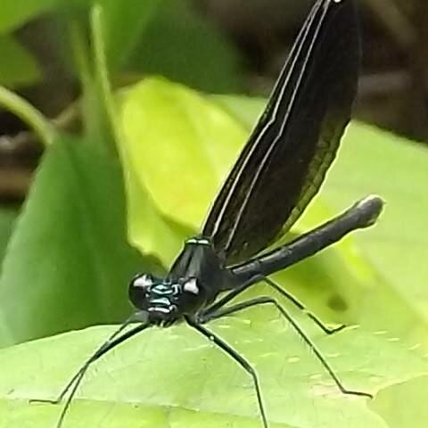 N_Zaidi's profile picture. 