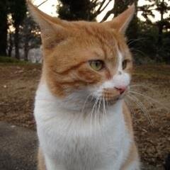 吾郎ちゃん捜索隊