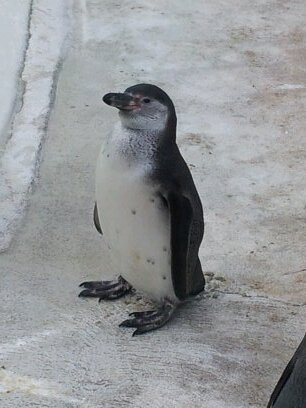 CEO of Pipes UK. A bull in business and not a penguin!!