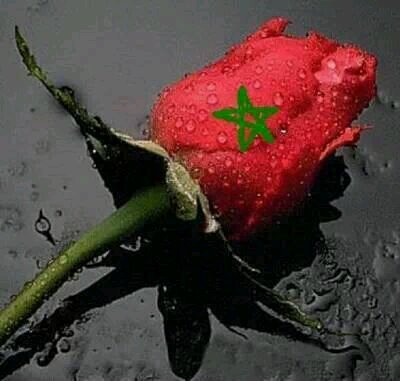 tante lief Inna lillahi wa inna ilayhi raji'un إِنَّا لِلّهِ وَإِنَّـا إِلَيْهِ رَاجِعونَ‎