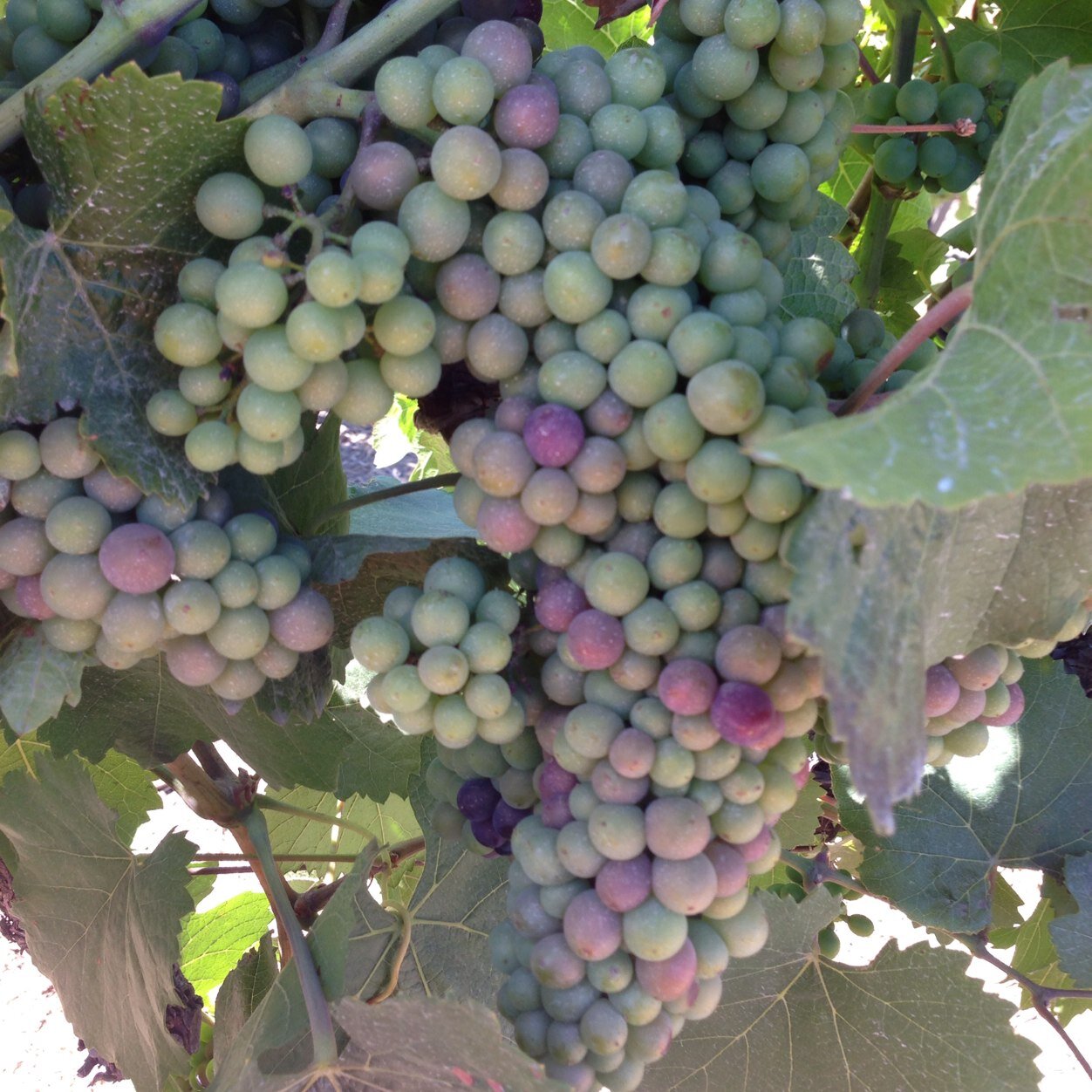 219wine's profile picture. 219 Wine is the source for wine information and resources in Northwest Indiana!