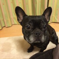 ちょき&母ちゃん (@0509chokibuhi) 's Twitter Profile Photo ちょき&母ちゃん (@0509chokibuhi) 's Twitter Profile Photo