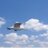 asaf_30's profile image