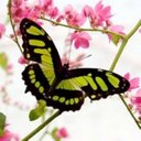 Maureen Webster - @moeweb2 - Twitter