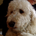 Frodo Mathers (@frodomathers) Twitter profile photo Frodo Mathers (@frodomathers) Twitter profile photo