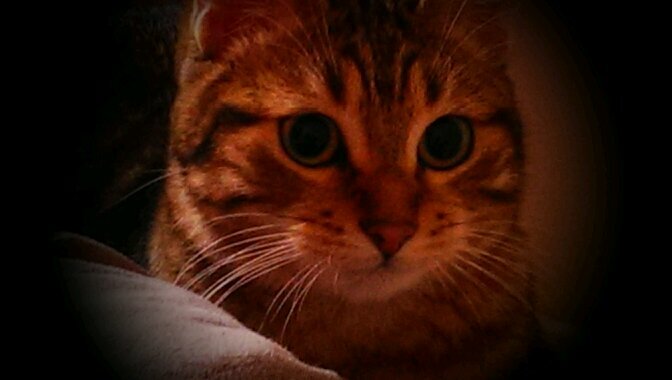 CaptainVicken's profile picture. game designer, ttrpg dm, leftist, doom/stoner/sludge/hxc enjoyer, shitpost enthusiast 

he/him