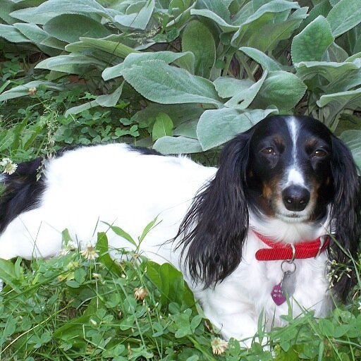 Daisy's Rescue is dedicated to helping humans, help dogs and animals. We publish articles and tips on dog care and how to rescue. #daisysrescue ,