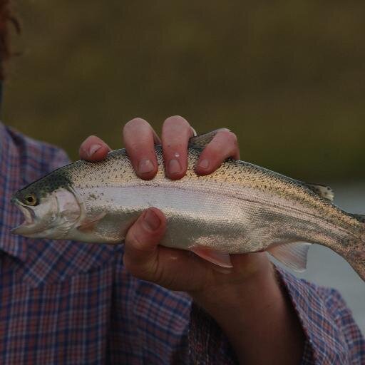 We hand raise rainbow trout so that healthy, happy fish can be served fresh in Montana.